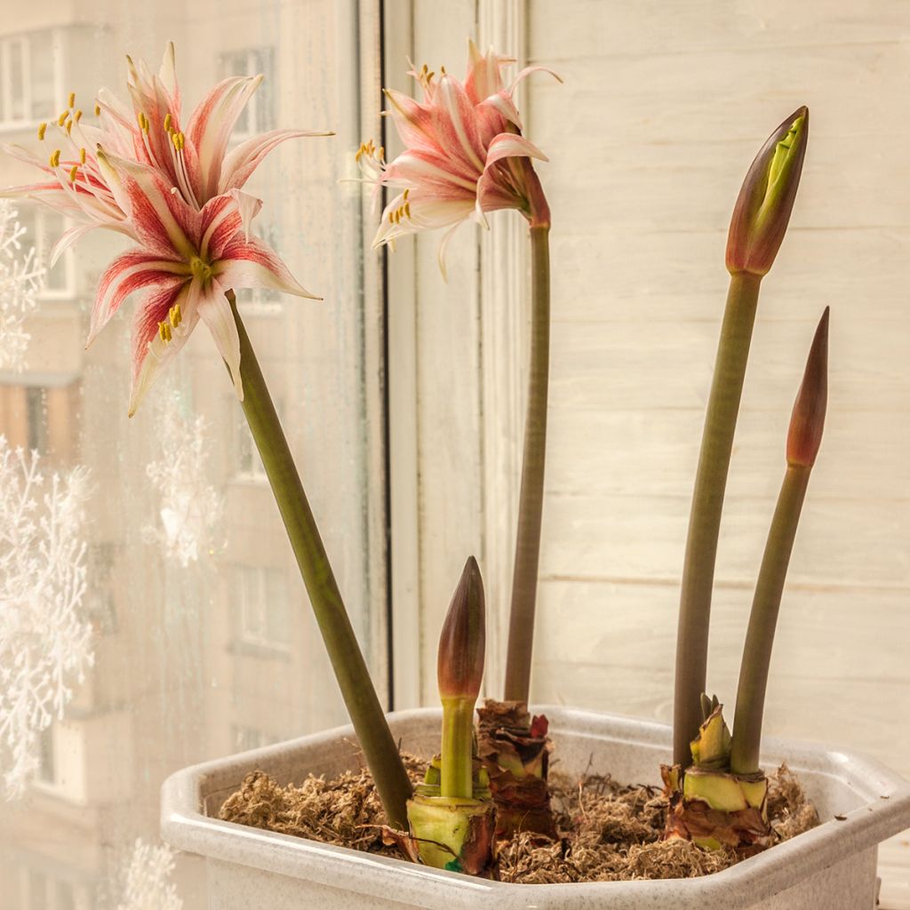 Hippeastrum  Sweet Lilian