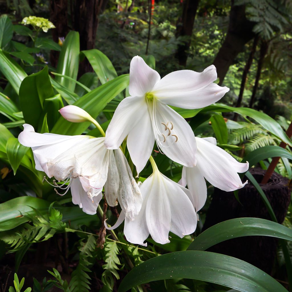 Amaryllis belladonna Alba