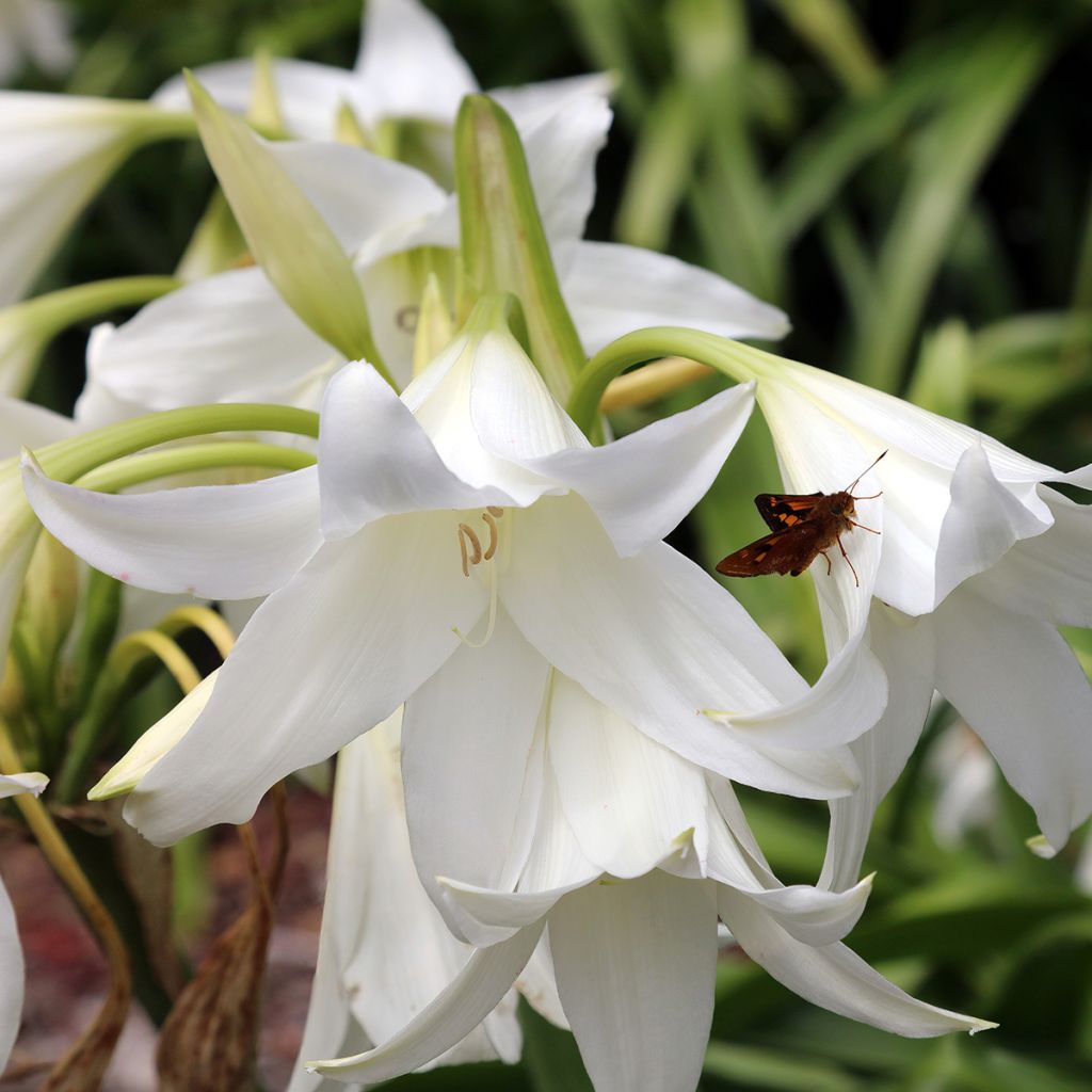 Amaryllis belladonna Alba