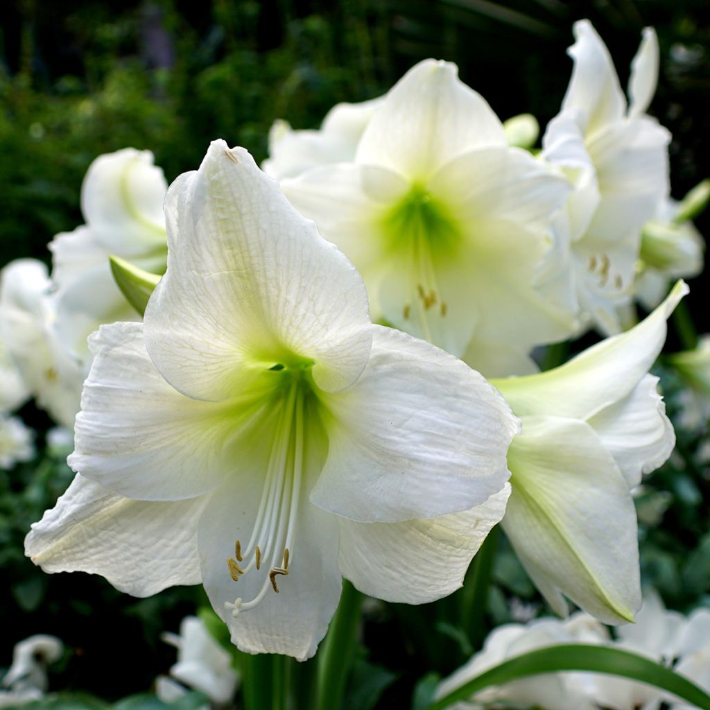 Amaryllis belladonna Ludwig Dazzler