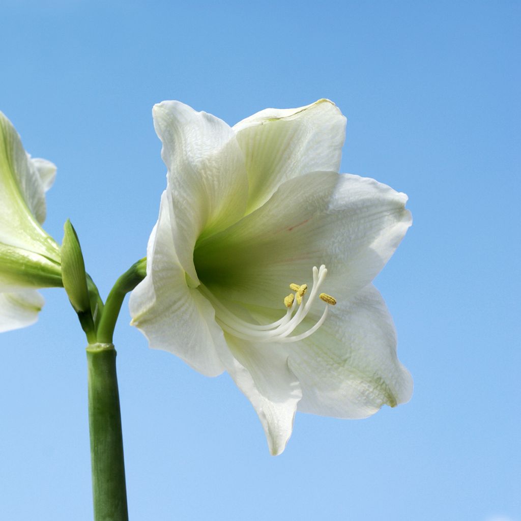 Amaryllis belladonna Ludwig Dazzler