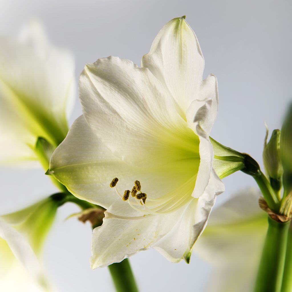 Amaryllis belladonna Ludwig Dazzler