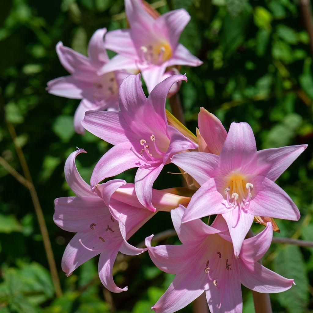 Amaryllis belladonna