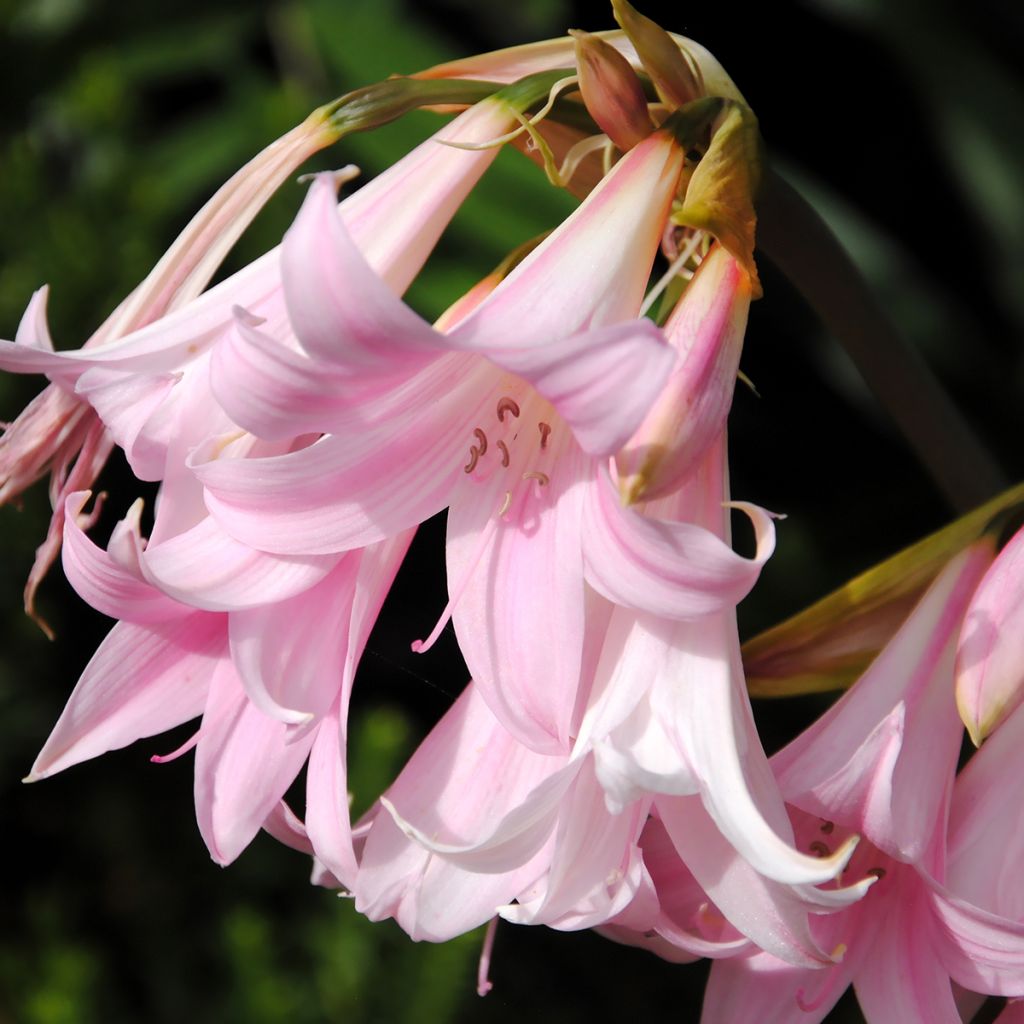 Amaryllis belladonna