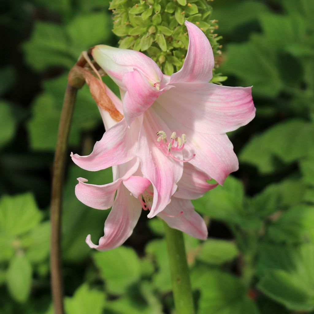 Amaryllis belladonna