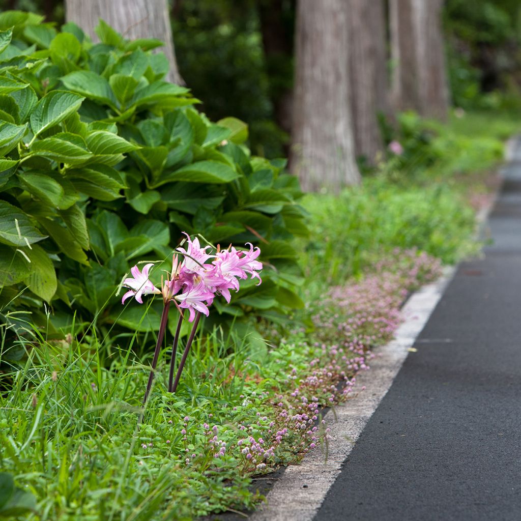 Amaryllis belladonna