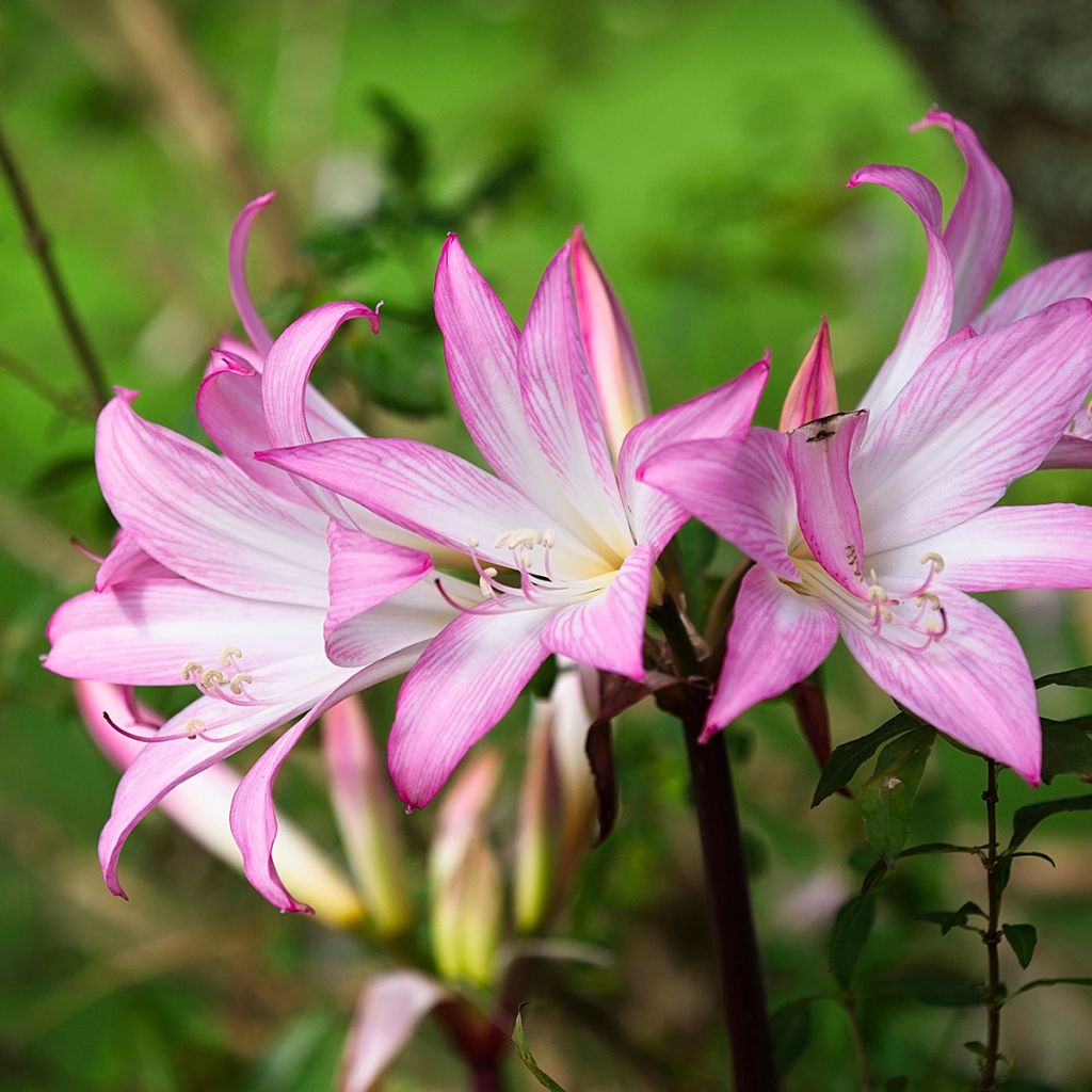 Amaryllis belladonna