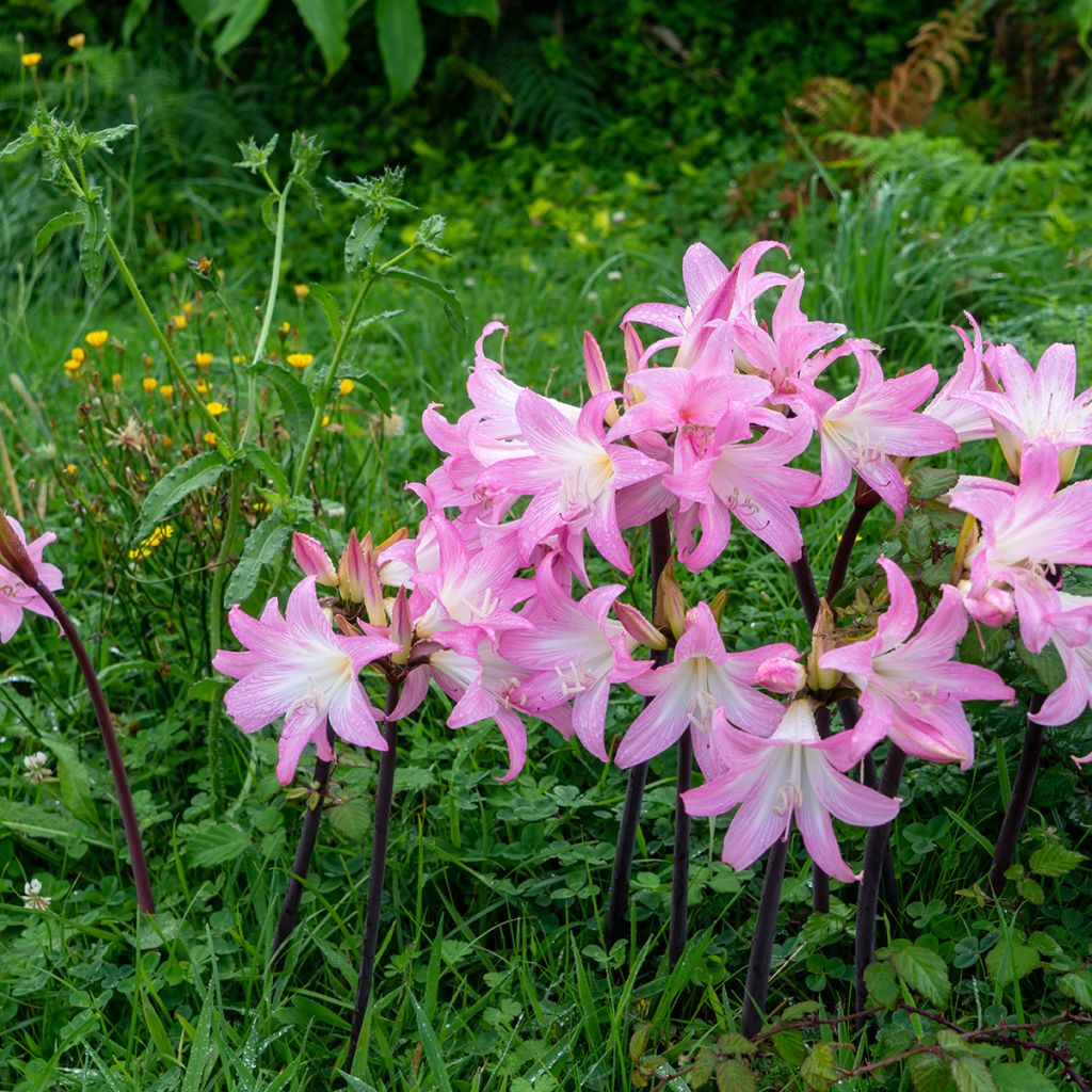 Amaryllis belladonna