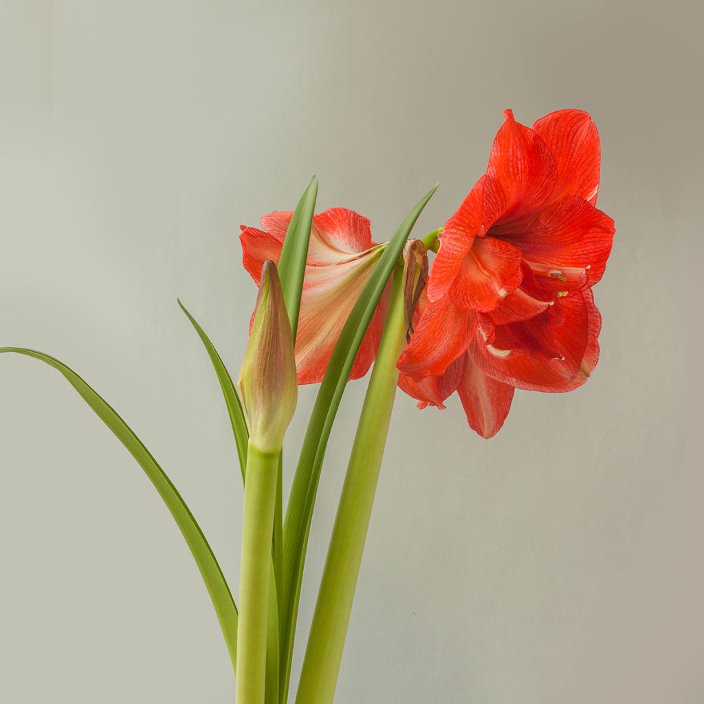 Hippeastrum Celica - Amaryllis