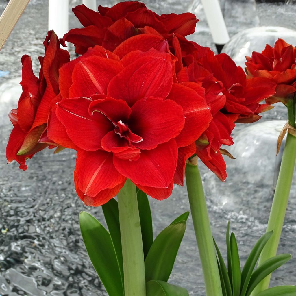 Amaryllis double Cherry Nymph