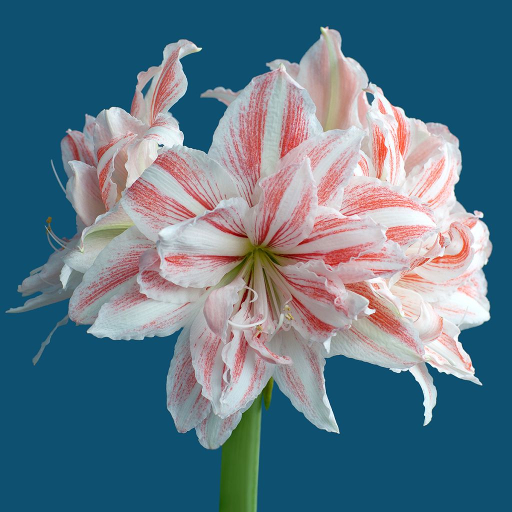 Hippeastrum Dancing Queen - Amaryllis