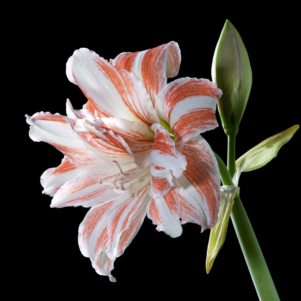 Hippeastrum Dancing Queen - Amaryllis