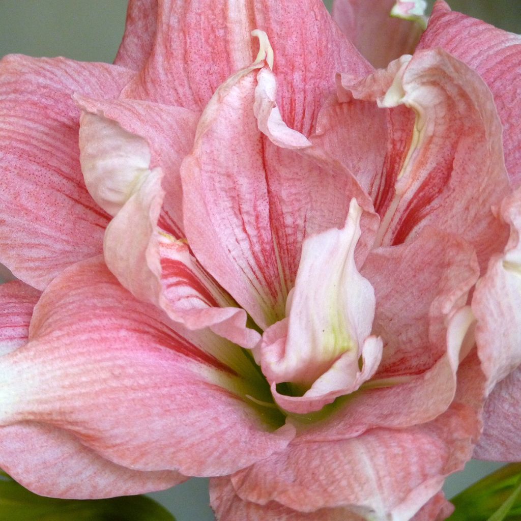 Hippeastrum Lady Jane - Amaryllis