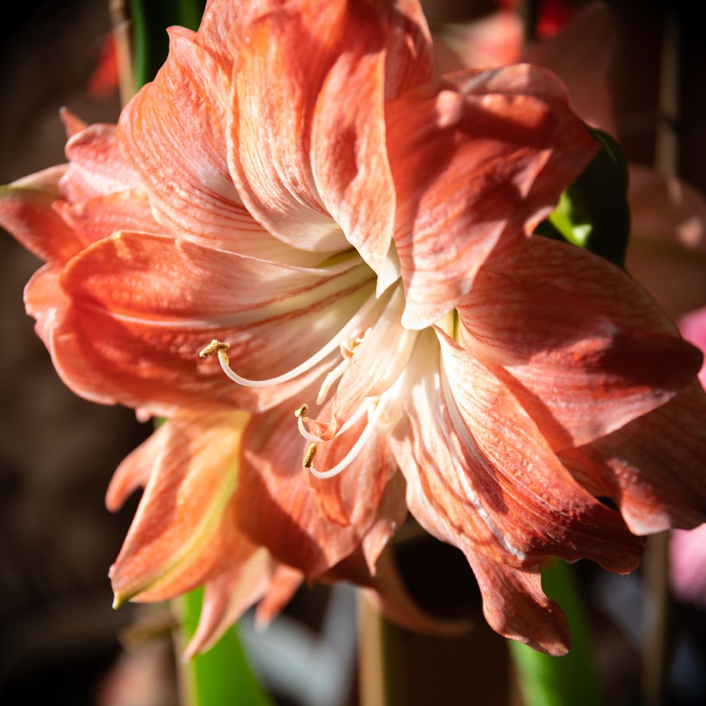 Hippeastrum Lady Jane - Amaryllis