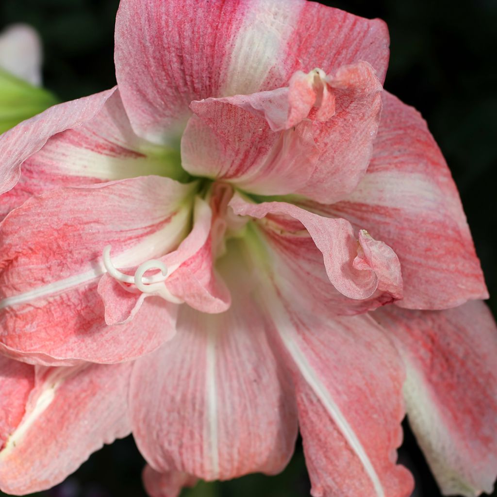 Hippeastrum Lady Jane - Amaryllis