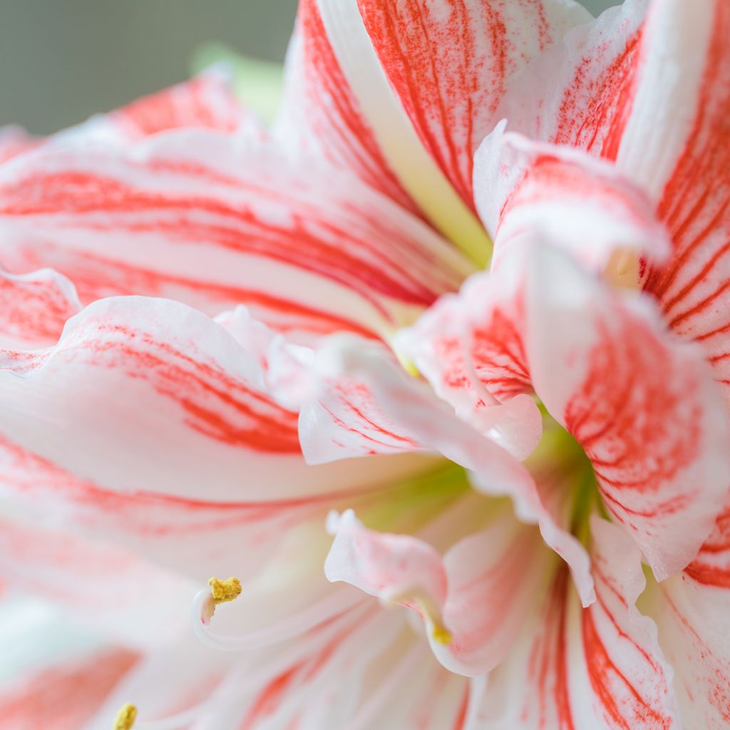 Hippeastrum Nymph - Amaryllis