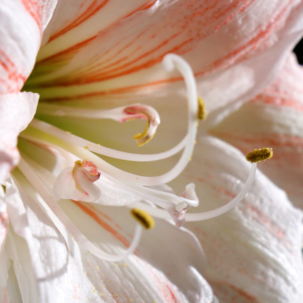 Hippeastrum Nymph - Amaryllis