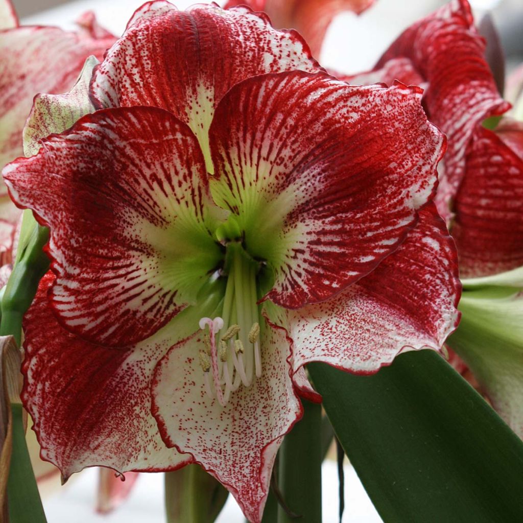 Hippeastrum Flamenco Queen - Amaryllis