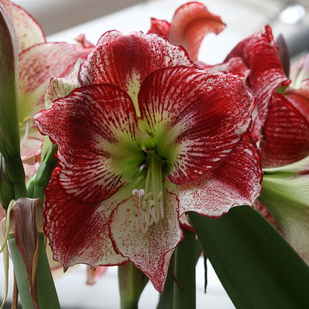 Hippeastrum Flamenco Queen - Amaryllis