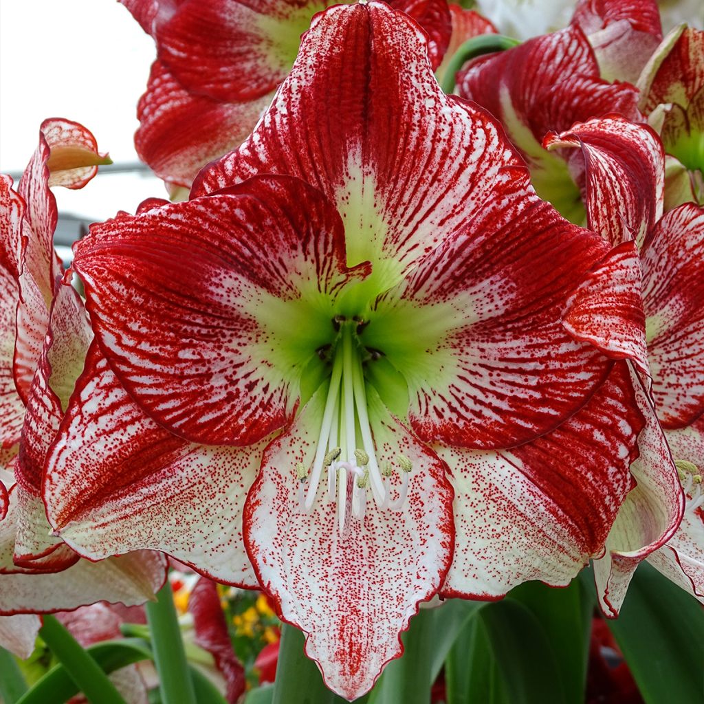 Hippeastrum Flamenco Queen - Amaryllis