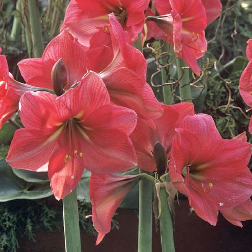 Amaryllis Hercule