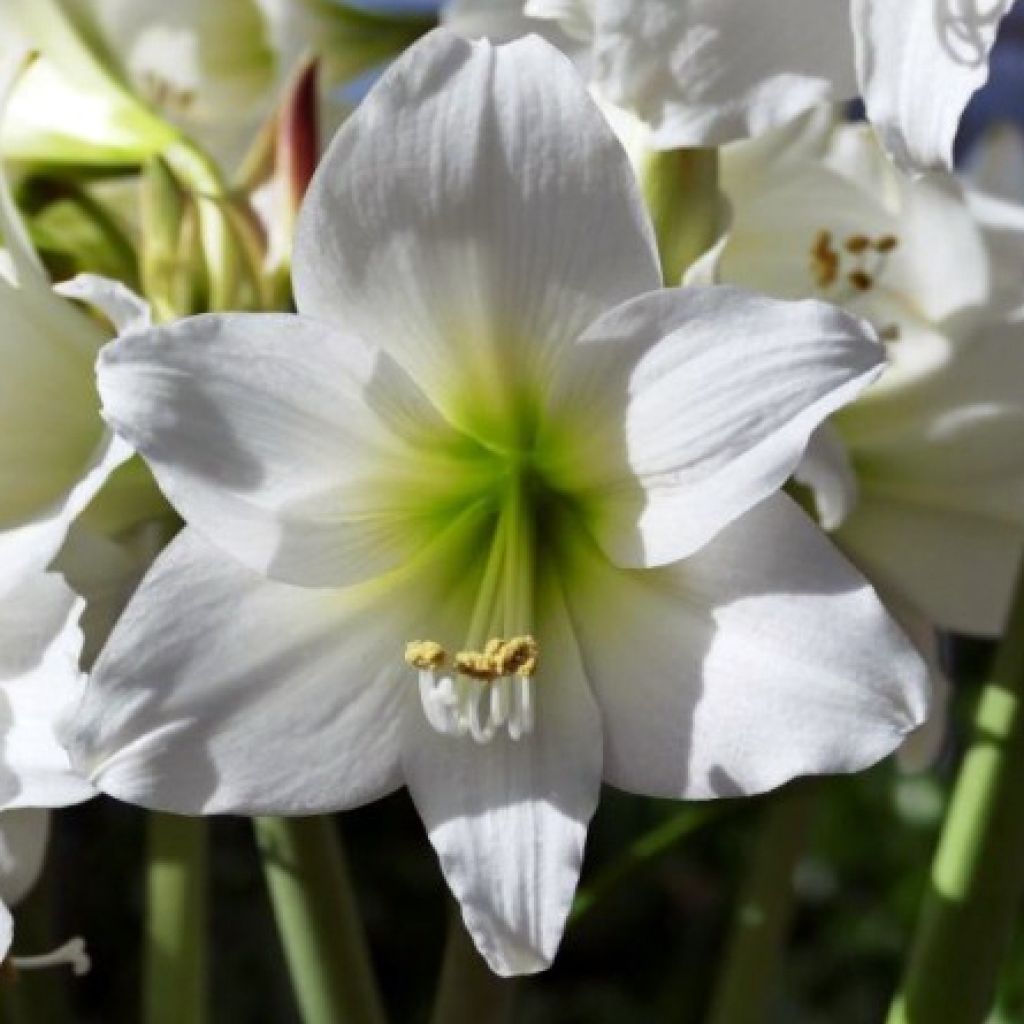 Amaryllis pluriflore White Garden - Hippeastrum 