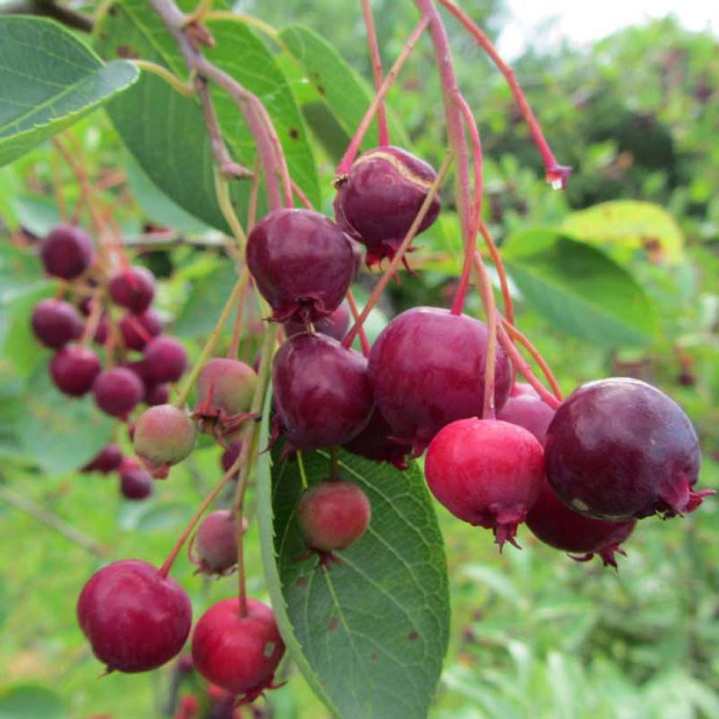 Amelanchier laevis Ballerina