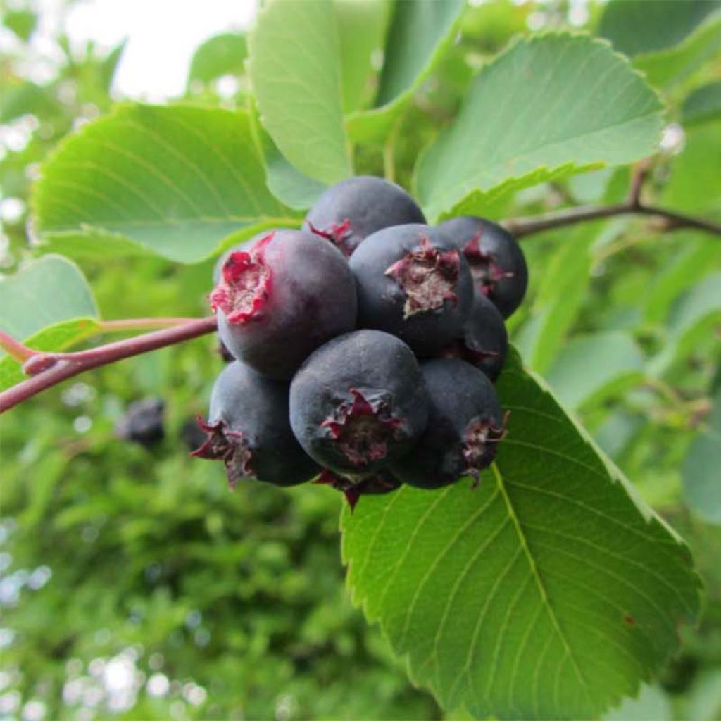 Amelanchier Smoky