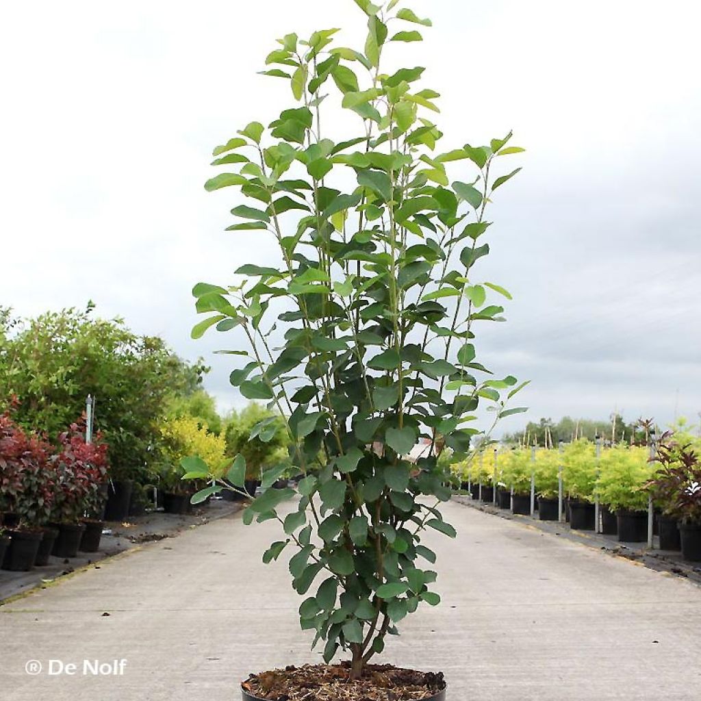 Amelanchier alnifolia Obelisk