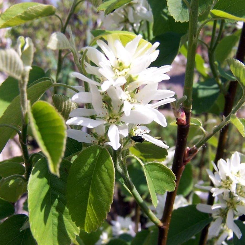 Amelanchier alnifolia Obelisk