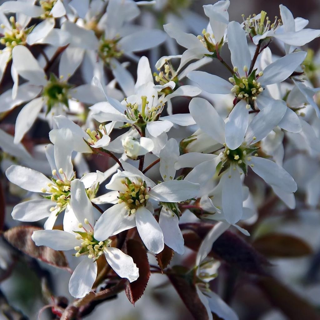 Amelanchier canadensis 