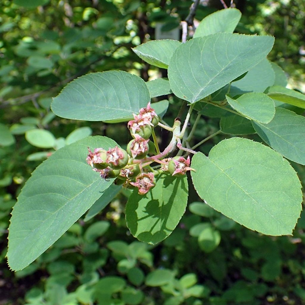 Amelanchier canadensis - Amélanchier du Canada