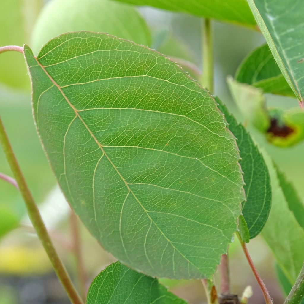 Amélanchier en épis - Amelanchier spicata