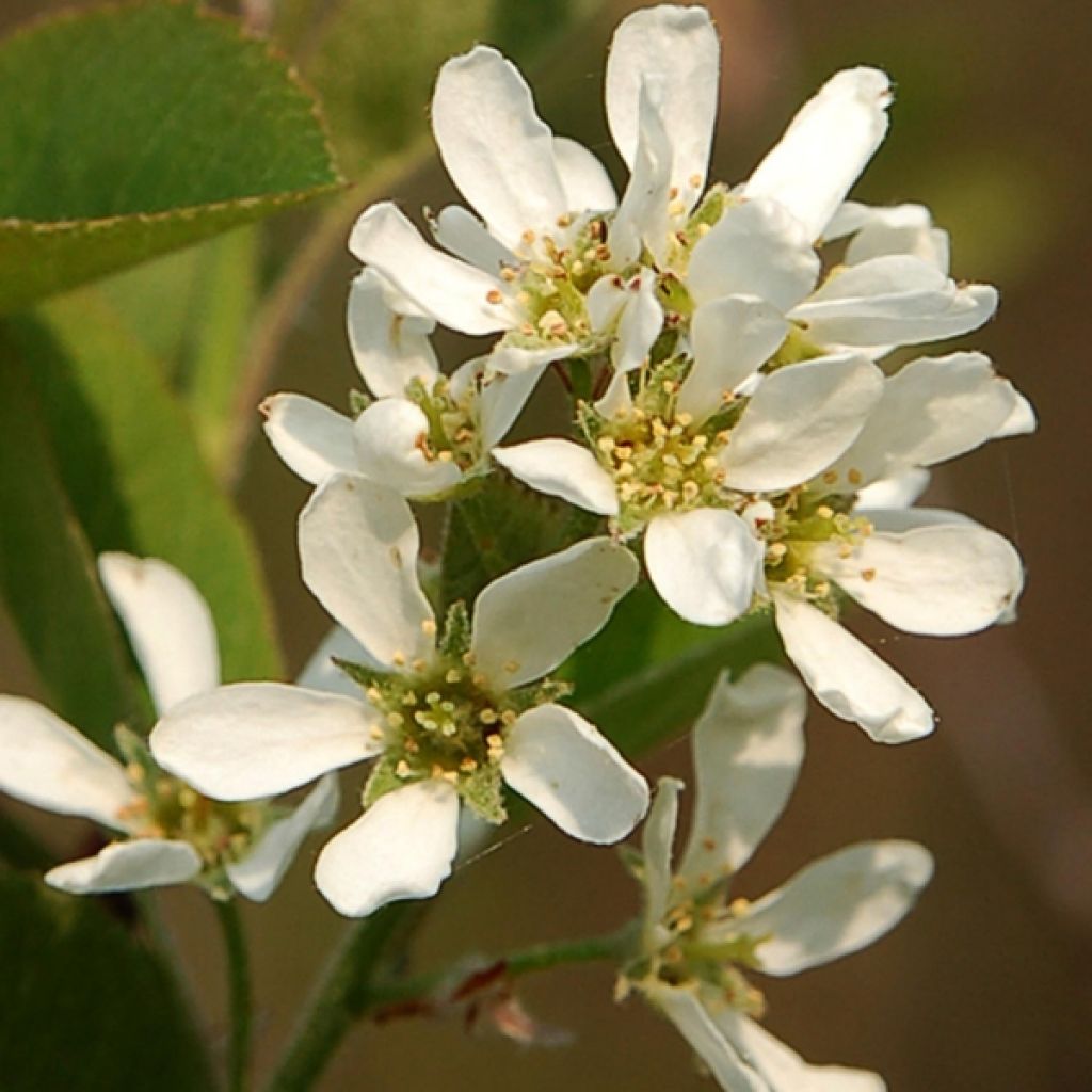 Amélanchier en épis - Amelanchier spicata