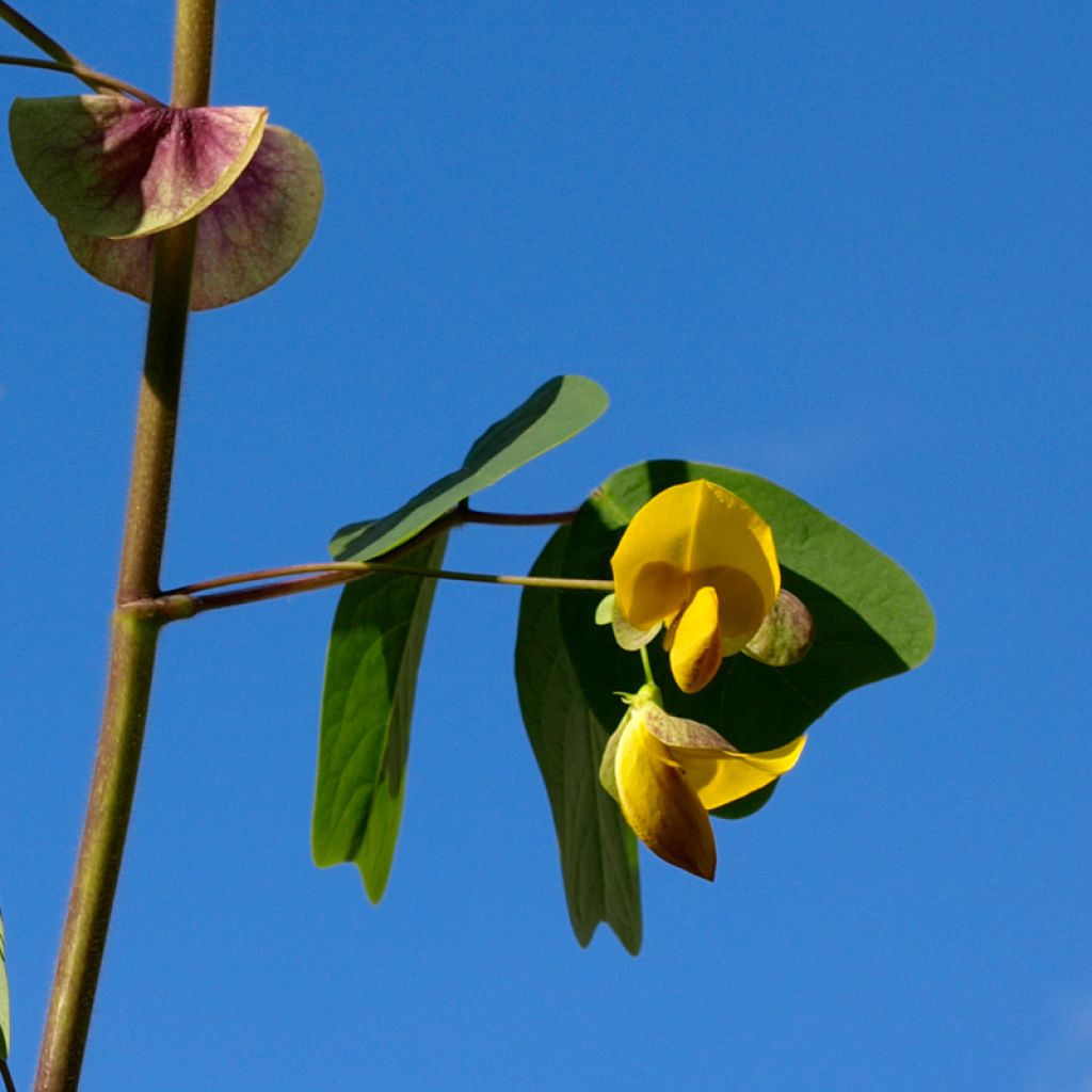 Amicia zygomeris