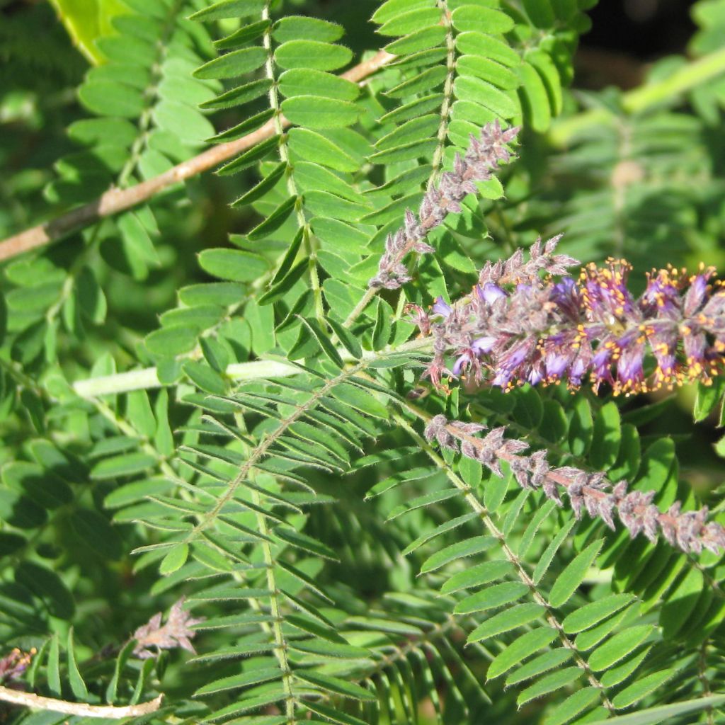 Amorpha canescens