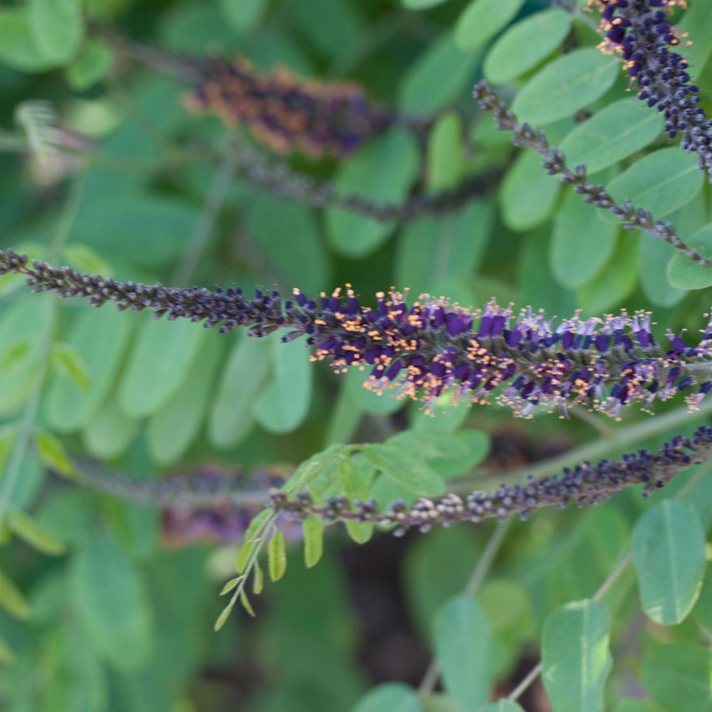 Amorpha ouachitensis - Faux indigo d'Ouachita