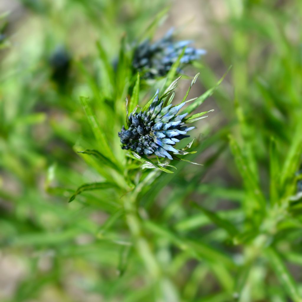 Amsonia ciliata Ernst Pagels