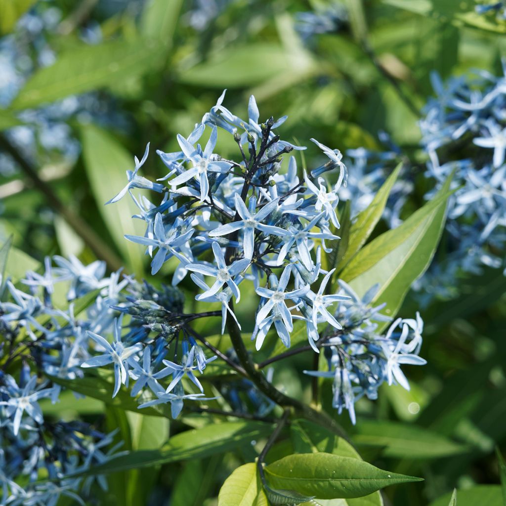 Amsonia ciliata