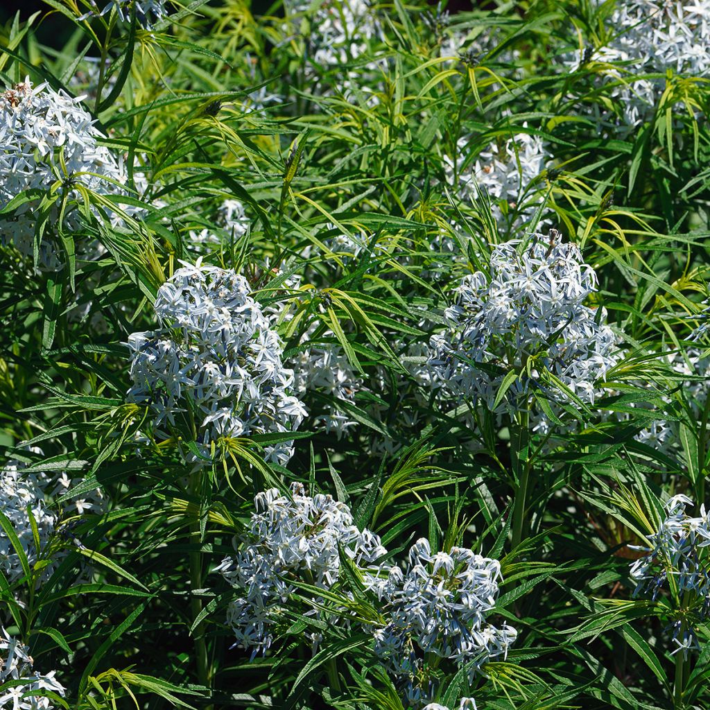 Amsonia hubrichtii