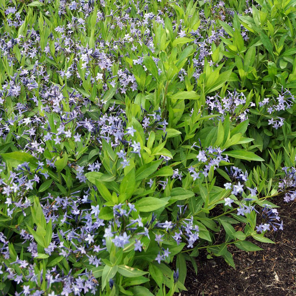 Amsonia Blue Ice