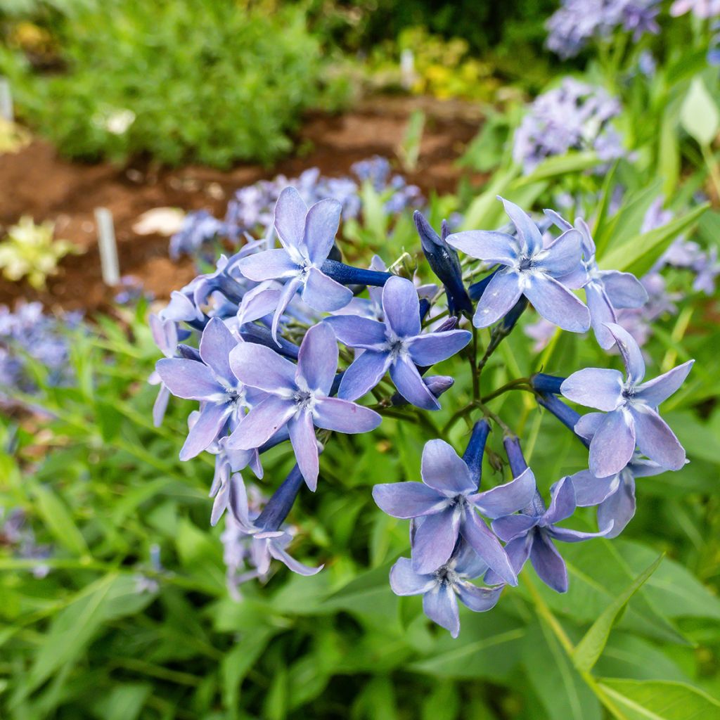 Amsonia Blue Ice