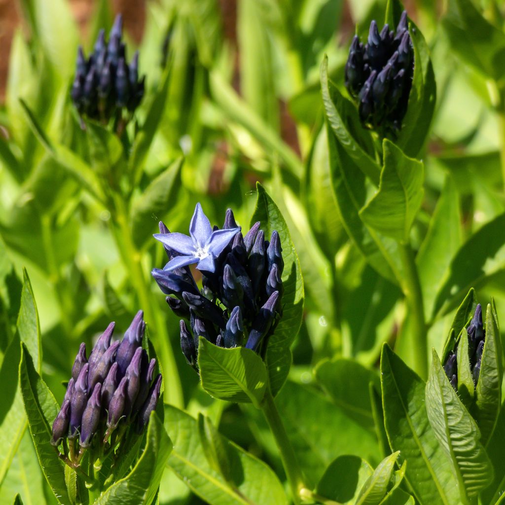 Amsonia Blue Ice