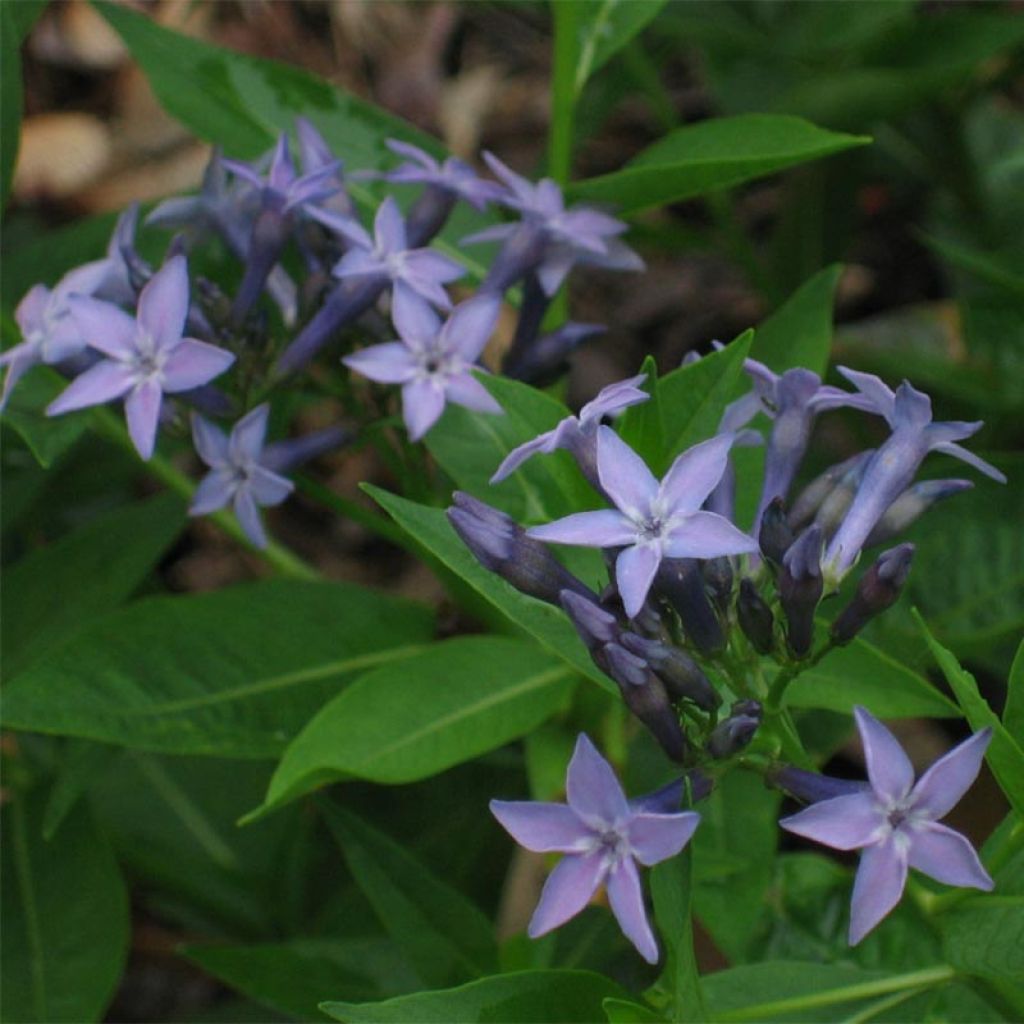 Amsonia orientalis - Amsonie orientale