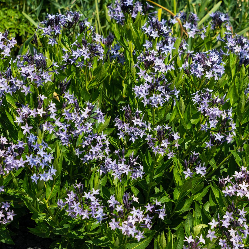 Amsonia orientalis