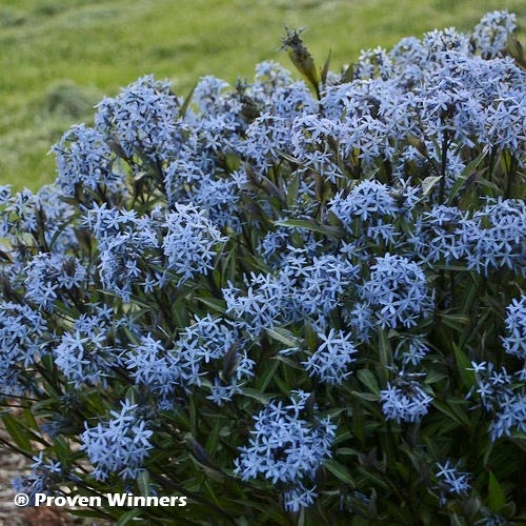 Amsonia tabernaemontana Storm Cloud