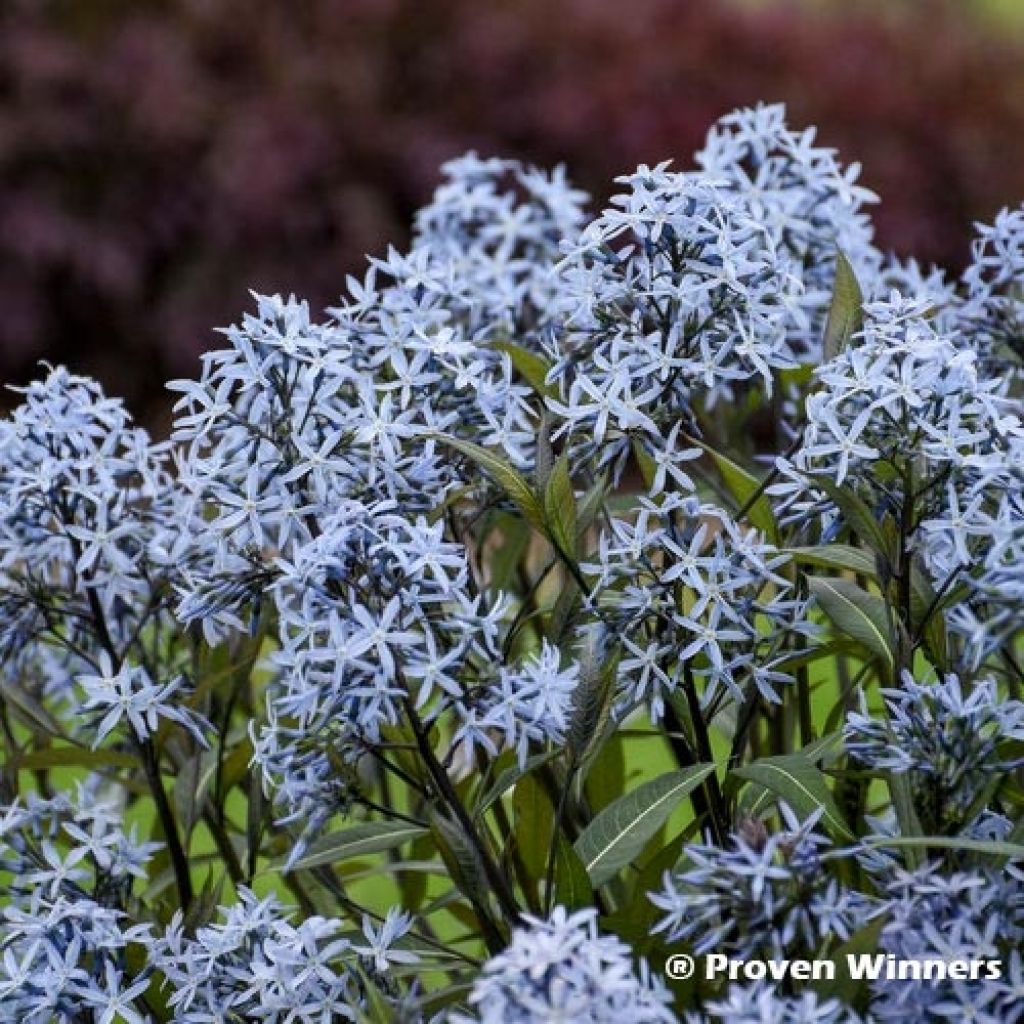 Amsonia tabernaemontana Storm Cloud