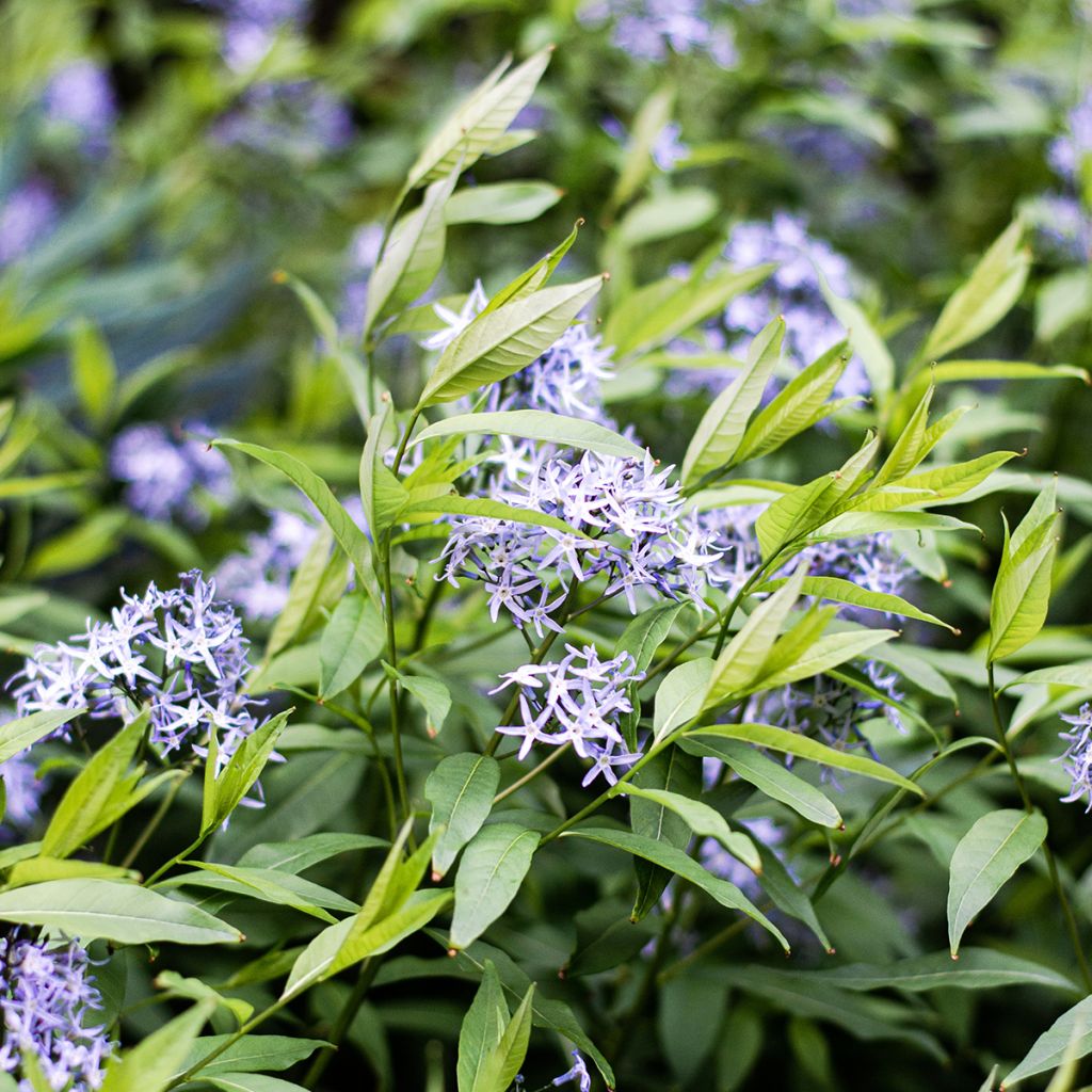 Amsonia tabernaemontana var. salicifolia