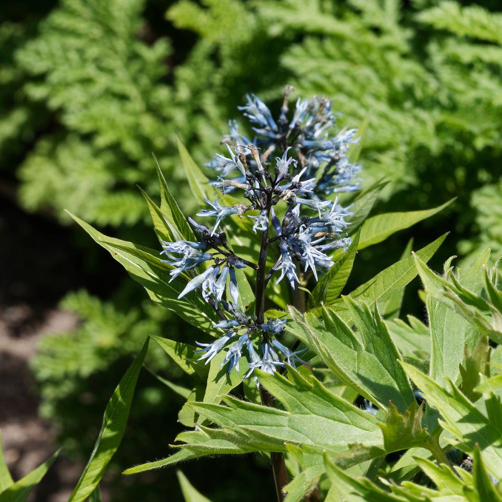 Amsonia tabernaemontana var. salicifolia