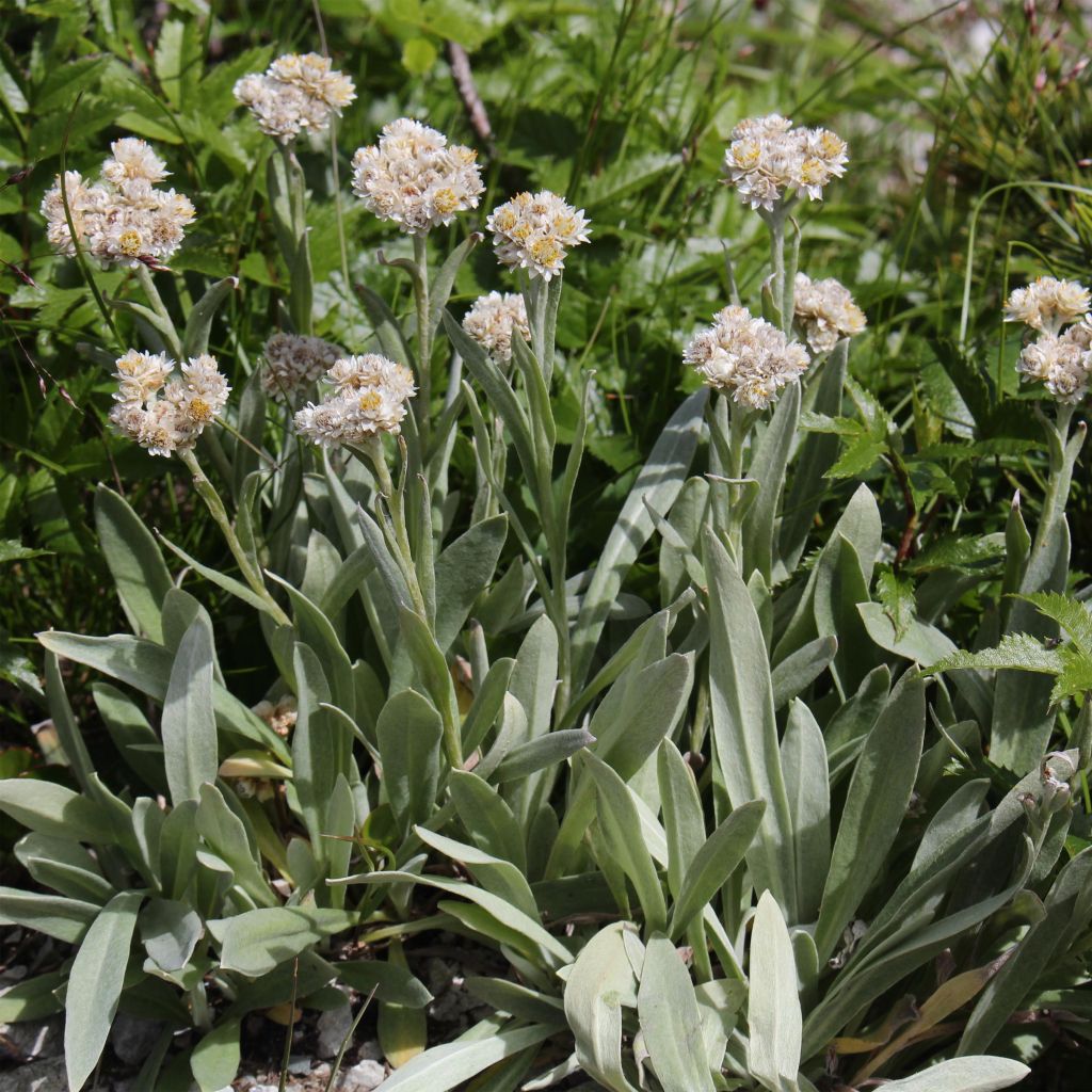 Anaphalis alpicola - Bouton d'argent des Alpes